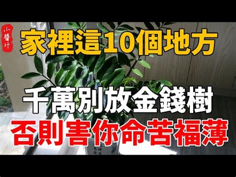 吸財樹風水|吸財樹旺運3步驟